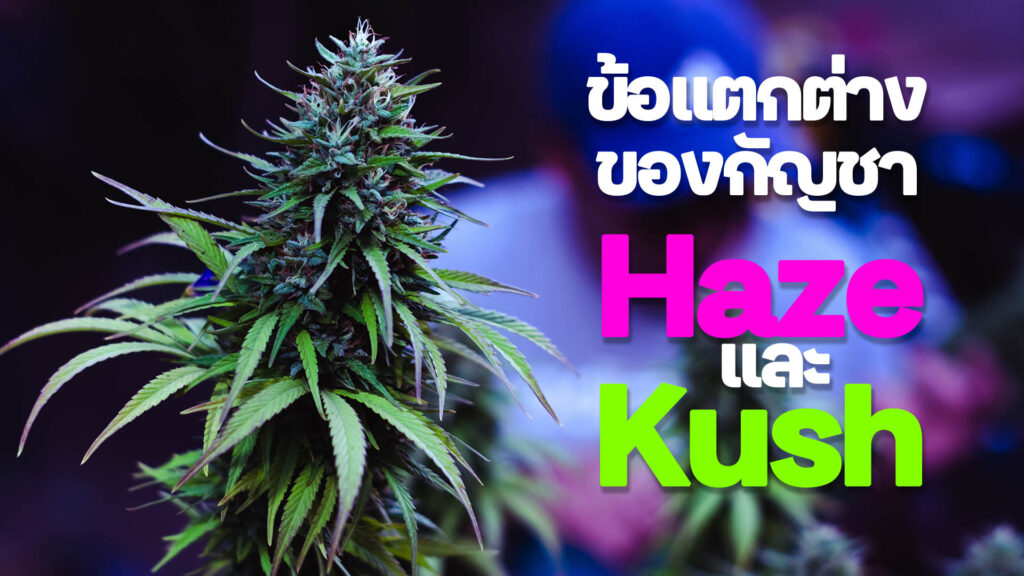 ข้อแตกต่างระหว่าง Haze และ Kush