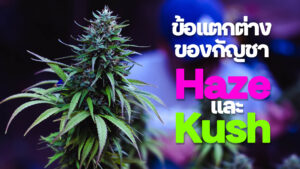 ข้อแตกต่างระหว่าง Haze และ Kush