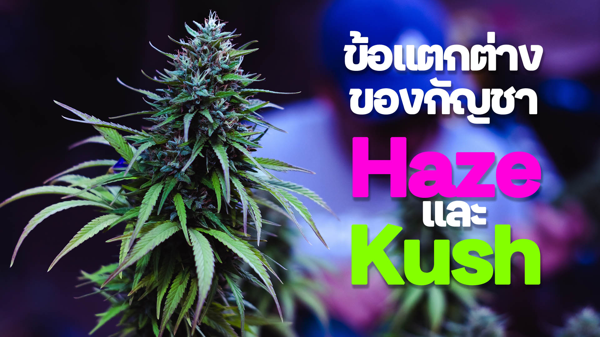 ข้อแตกต่างระหว่าง Haze และ Kush