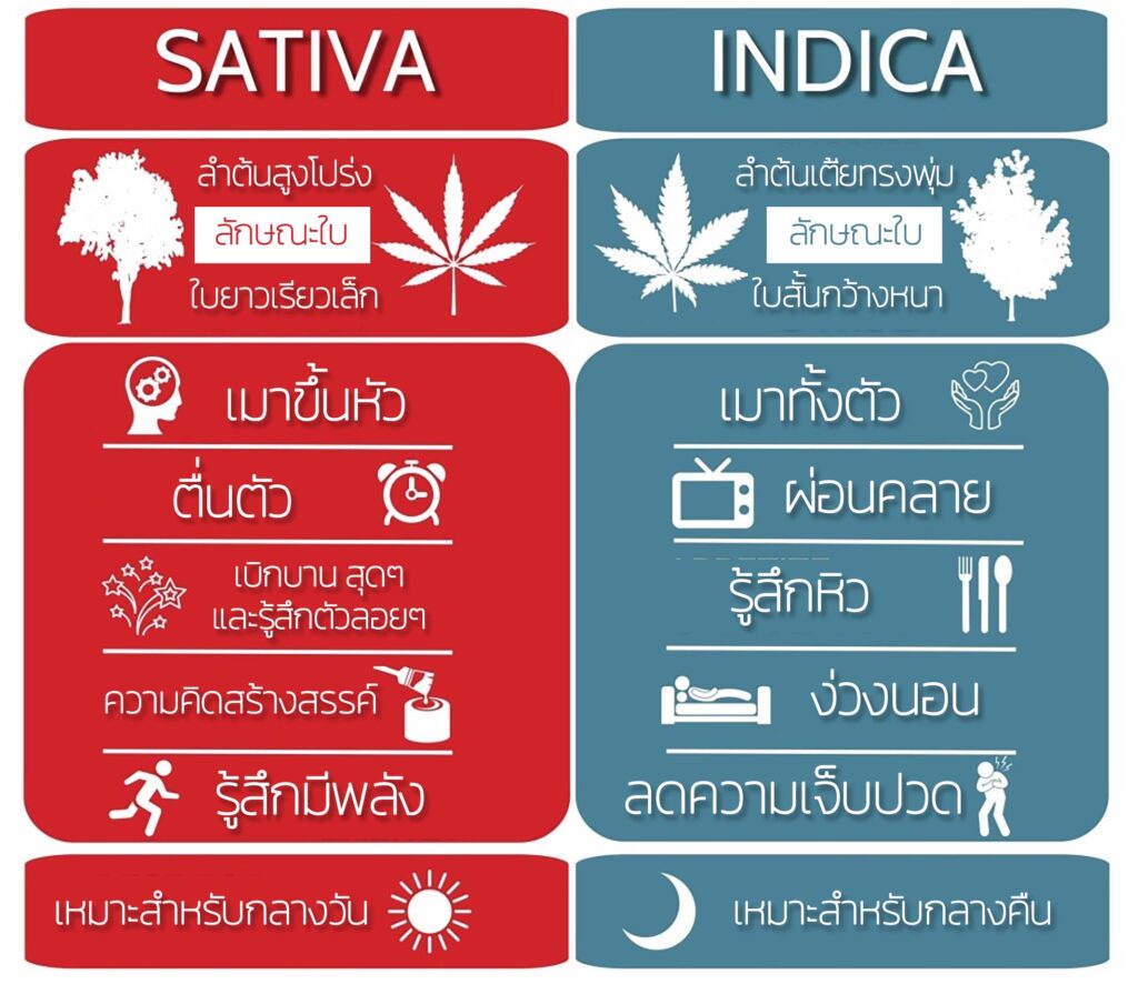 เปรียบเทียบกัญชาสายพันธุ์ ซาติวา และ อินดิกา
